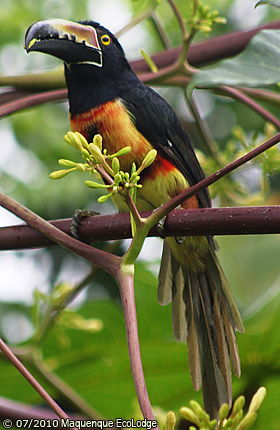 Pájaros Silvestres y Exóticos de Costa Rica