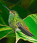 Rufous-tailed Humming Bird. See more bird pictures in Gallery.