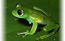 ♂ Emerald Glass Frog. See great pictures in Gallery.