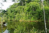 La Laguna del Lagarto en el Bosque Tropical Lluvioso