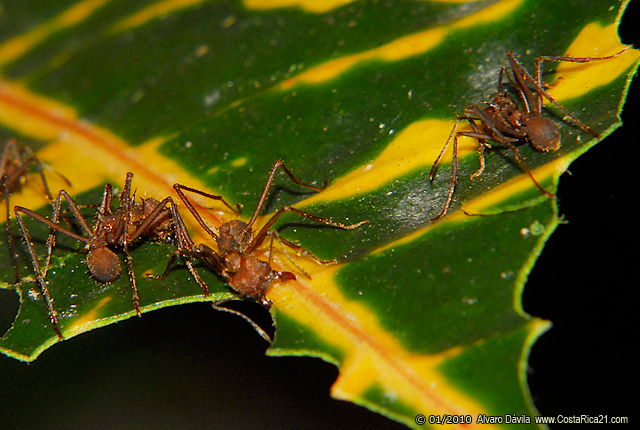 Rainforest Leaf Cutter Ants