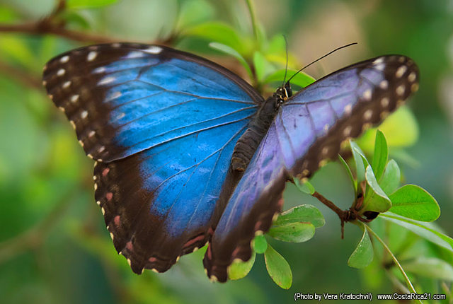 Costa Rica Butterfly Gallery