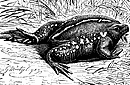 Burrowing Toad (drawing by Gustav Mützel)
