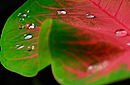 Water repelling leaf